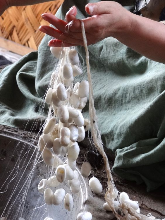 The Silken Journey: From Cocoon to Cloth